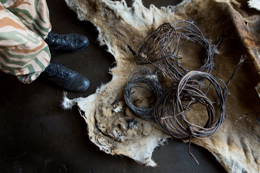 Confiscated wire snares coiled on a poached animal skin beside a ranger's boots