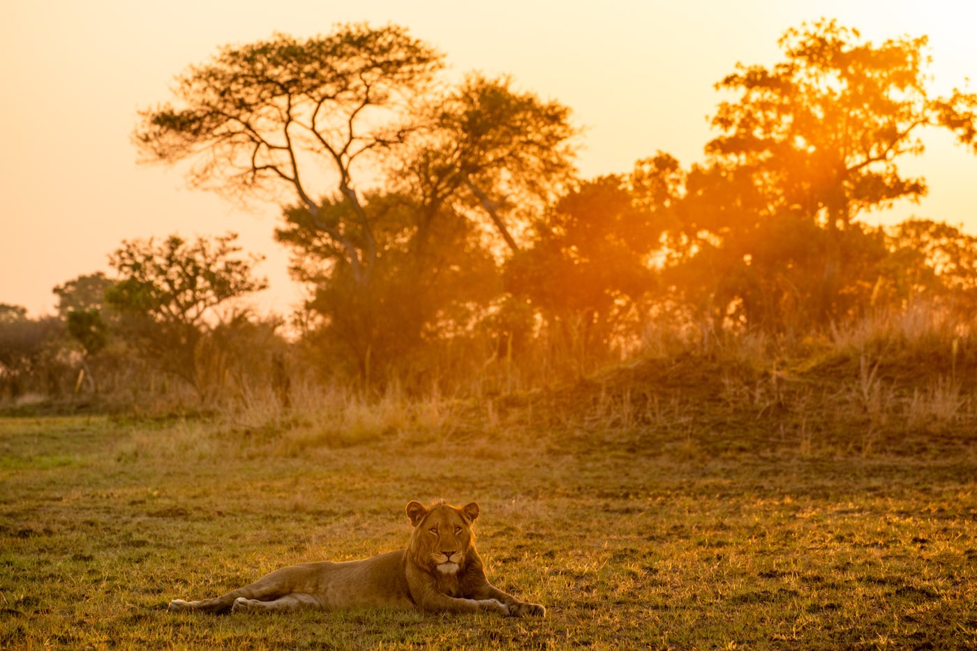 African lion lying in molten golden sunset light, Zambia
