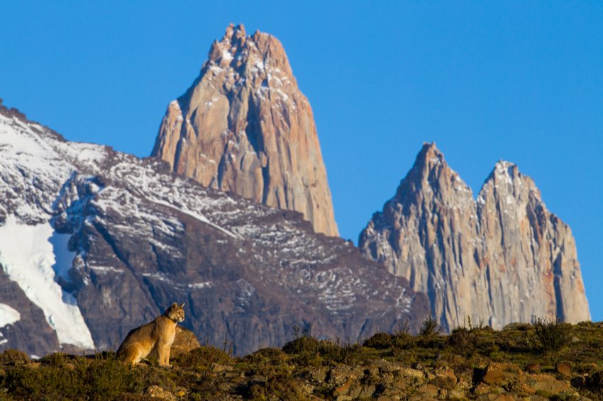 Mountain lion sitting below towering granite peaks in Patagonia