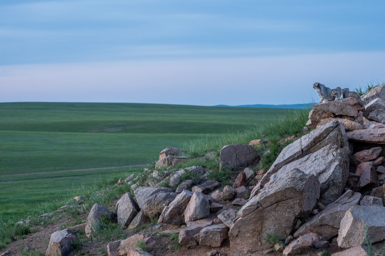 Pallas's cats on a rocky outcrop over a vast green steppe at blue hour, Mongolia