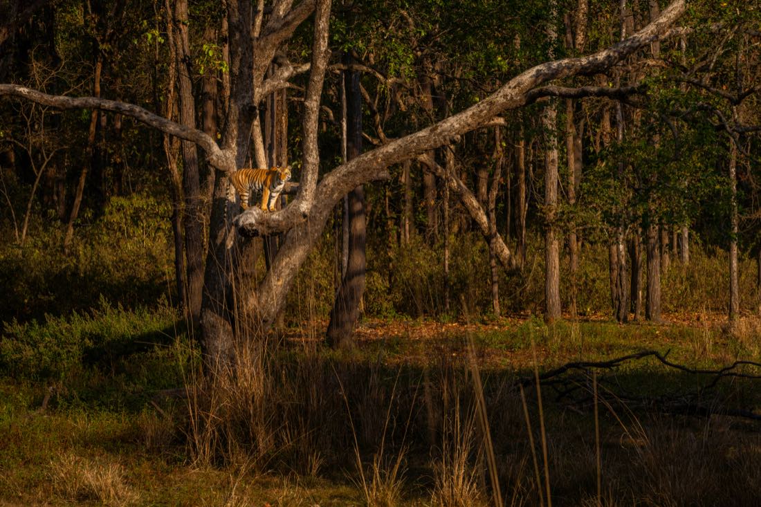 Tiger resting on the branch of a bare tree in dark forest light
